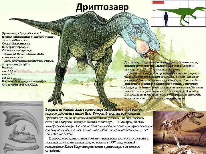 Дриптозавр - "рвущийся ящер" Период существования: меловой период - около 75 -70 млн. л.