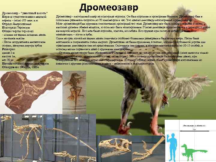 Дромеозавр - "ужастный коготь" Период существования: меловой период - около 105 млн. л. н.