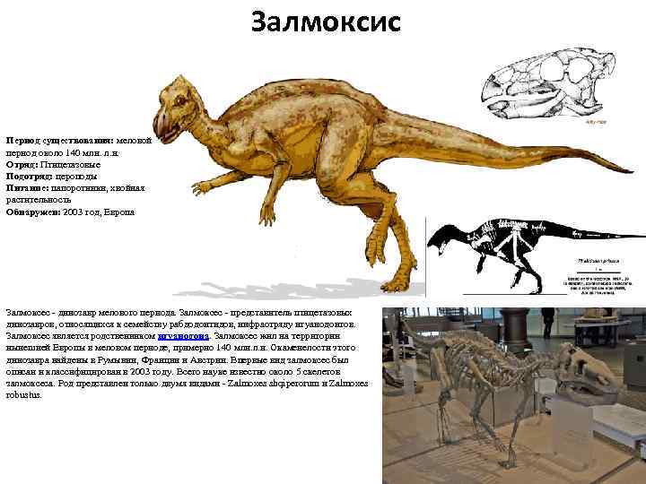 Залмоксис Период существования: меловой период около 140 млн. л. н. Отряд: Птицетазовые Подотряд: цероподы