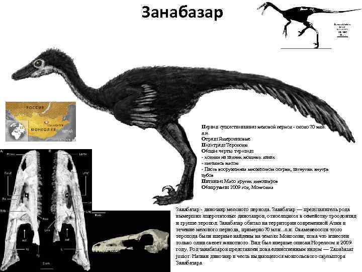 Занабазар Период существования: меловой период - около 70 млн. л. н. Отряд: Ящеротазовые Подотряд: