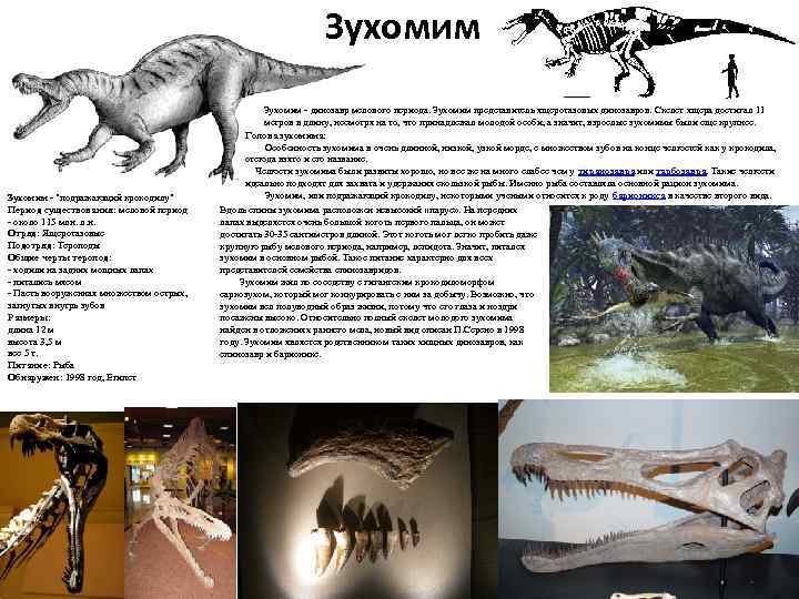 Зухомим - "подражающий крокодилу" Период существования: меловой период - около 115 млн. л. н.