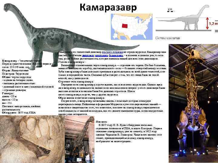 Камаразавр - "сводчатый череп" Период существования: Юрский период - около 155 -145 млн. л.