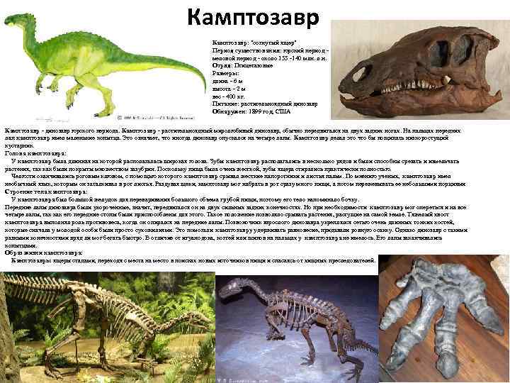 Камптозавр: "согнутый ящер" Период существования: юрский период - меловой период - около 155 -140
