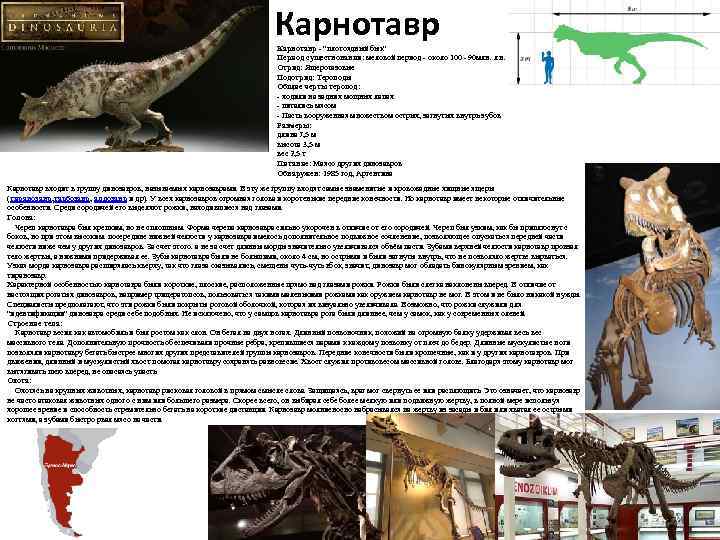 Карнотавр - "плотоядный бык" Период существования: меловой период - около 100 - 90 млн.