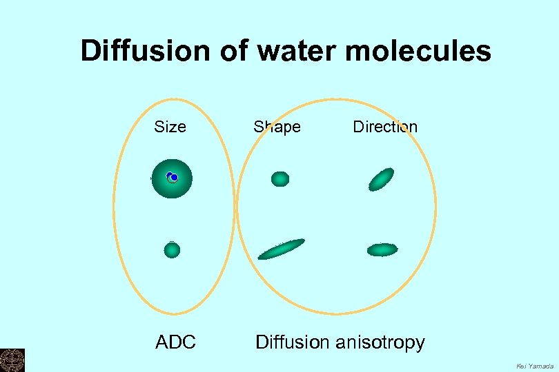 Diffusion of water molecules Size Shape Direction ADC Diffusion anisotropy Kei Yamada 