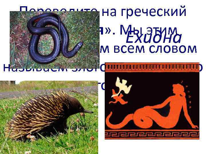 Переведите на греческий язык «змея» . Мы этим Ехидна известным нам всем словом называем
