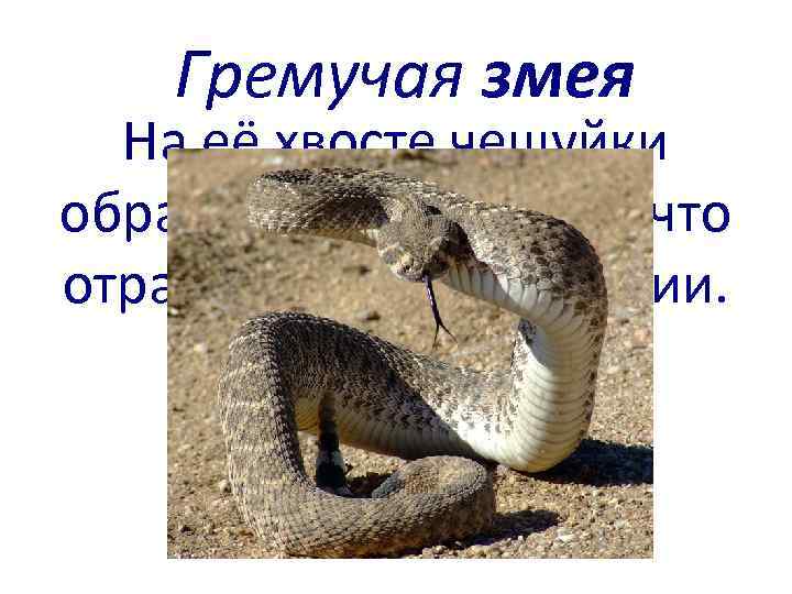 Гремучая змея На её хвосте чешуйки образуют погремушку, что отразилось в её названии. Назовите