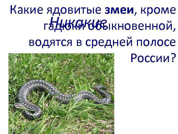 Какие ядовитые змеи, кроме Никакие гадюки обыкновенной, водятся в средней полосе России? 