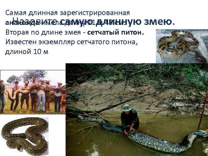 Самая длинная зарегистрированная анаконда имела длину 11 м 43 см. Назовите самую длинную змею.
