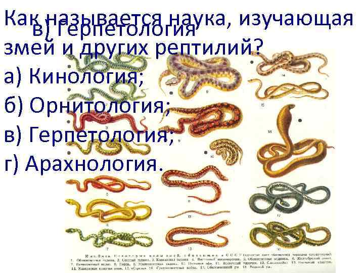 Как называется наука, изучающая в) Герпетология змей и других рептилий? а) Кинология; б) Орнитология;