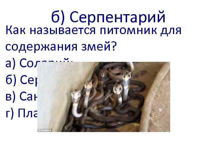 б) Серпентарий Как называется питомник для содержания змей? а) Солярий; б) Серпентарий; в) Санаторий;