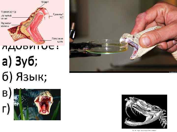А что же у змеи ядовитое? а) Зуб; а) Зуб б) Язык; в) Жало;