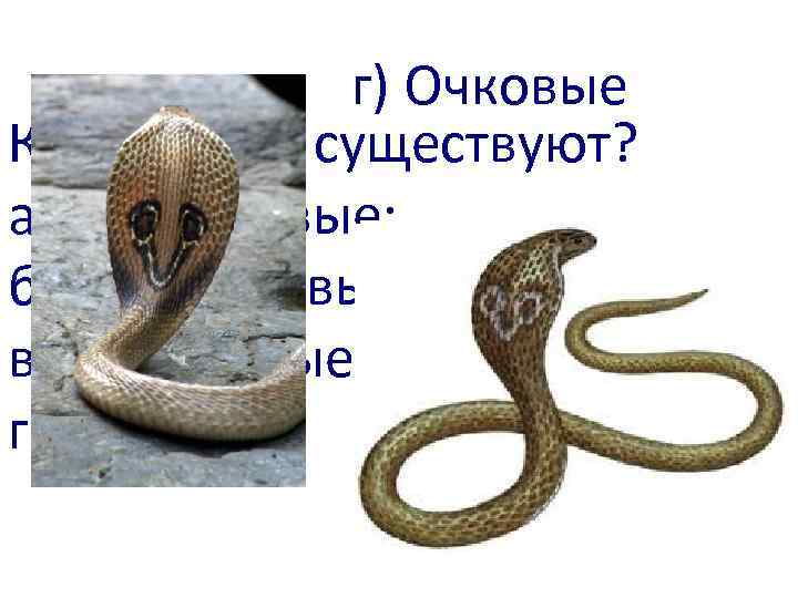 г) Очковые Какие змеи существуют? а) Биноклевые; б) Моноклевые; в) Лорнетные; г) Очковые. 