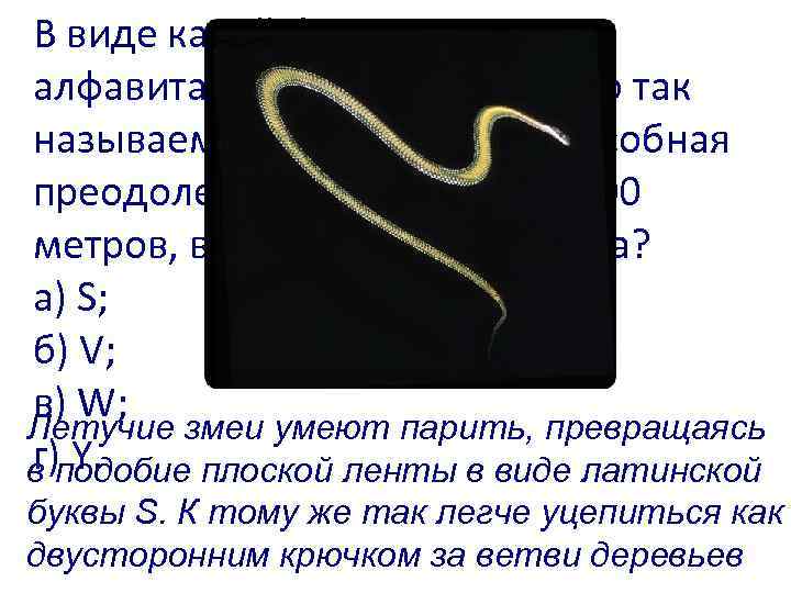 В виде какой буквы латинского алфавита складывает свое тело так называемая летучая змея, способная