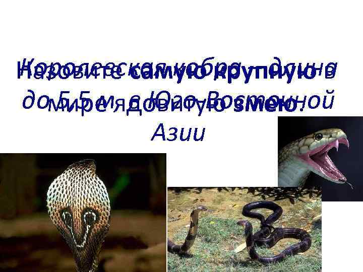 Королевская кобра – длина Назовите самую крупную в домире ядовитую змею. 5, 5 м,