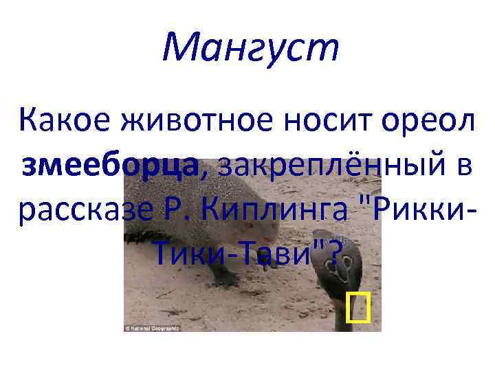Мангуст Какое животное носит ореол змееборца, закреплённый в рассказе Р. Киплинга 