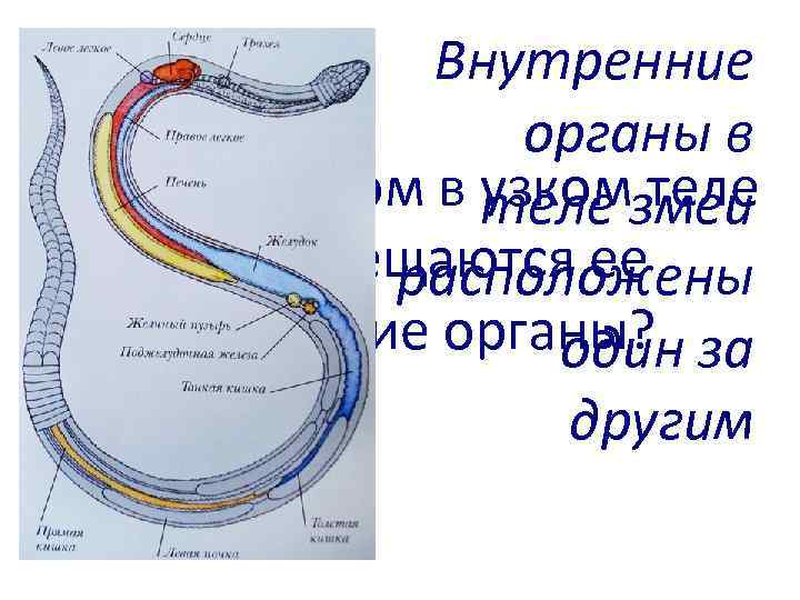 Внутренние органы в Каким образом в узком теле змеи умещаются ее расположены внутренние органы?