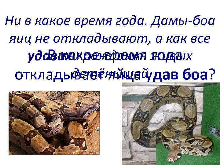  Ни в какое время года. Дамы-боа яиц не откладывают, а как все В