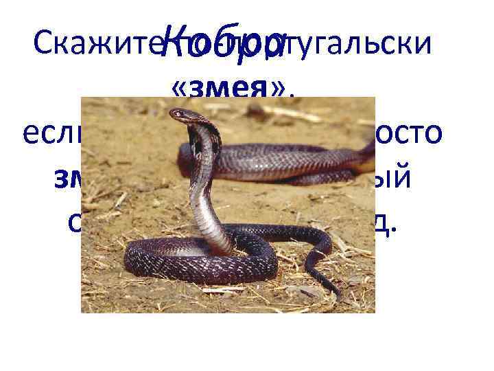 Скажите по-португальски Кобра «змея» , если для нас это не просто змея, а её