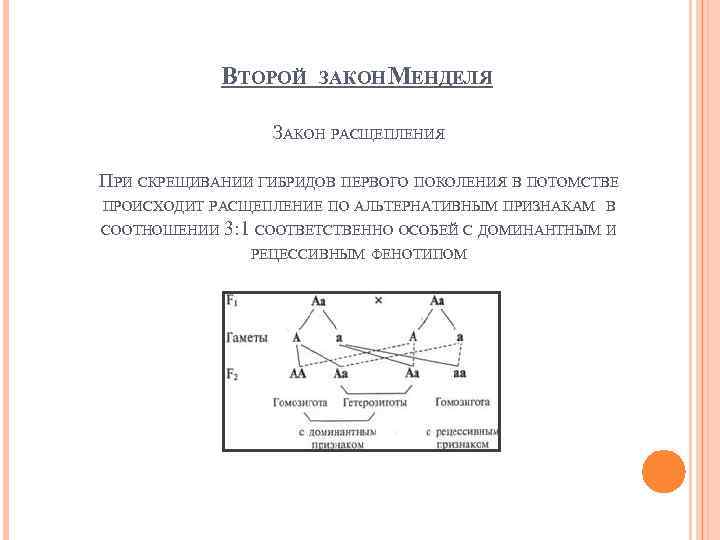 ВТОРОЙ ЗАКОН МЕНДЕЛЯ ЗАКОН РАСЩЕПЛЕНИЯ ПРИ СКРЕЩИВАНИИ ГИБРИДОВ ПЕРВОГО ПОКОЛЕНИЯ В ПОТОМСТВЕ ПРОИСХОДИТ РАСЩЕПЛЕНИЕ