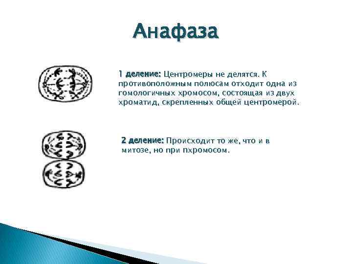 Анафаза количество хромосом