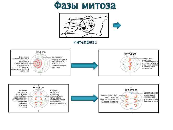 3 этапа интерфазы