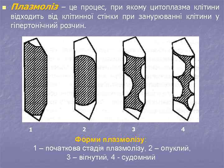 n Плазмоліз – це процес, при якому цитоплазма клітини відходить від клітинної стінки при