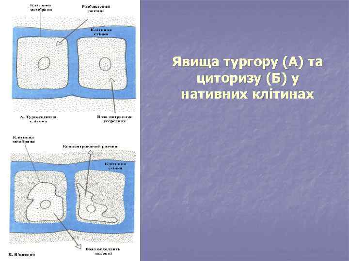 Явища тургору (А) та циторизу (Б) у нативних клітинах 