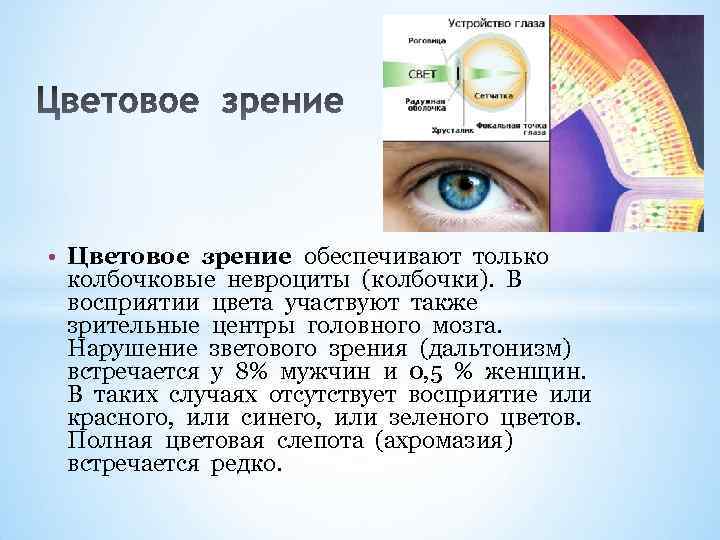  • Цветовое зрение обеспечивают только колбочковые невроциты (колбочки). В восприятии цвета участвуют также