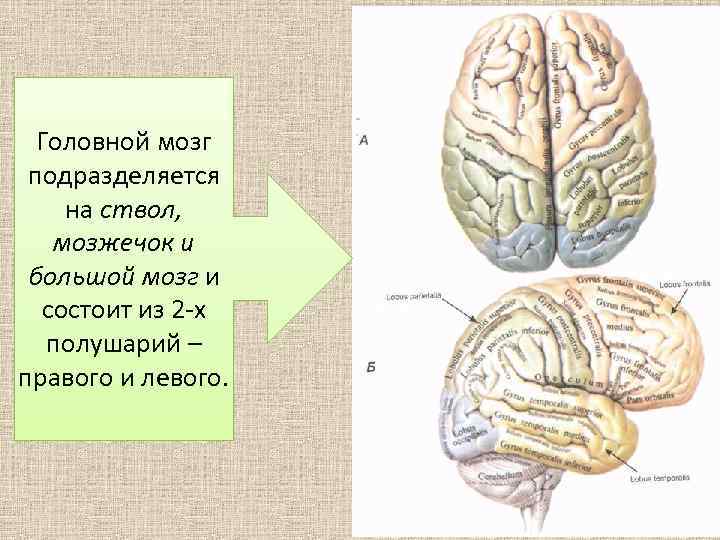 Большие полушария состоят из долей. Головной мозг подразделяется на ствол, мозжечок и большой мозг.. Полушария головного мозга состоят из. Головной мозг состоит из ствола и полушарий большого.