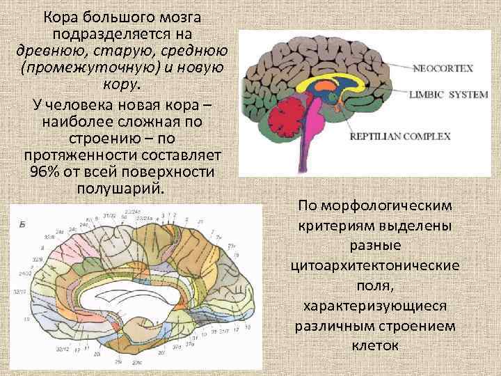 Строение мозга картинка с подписями