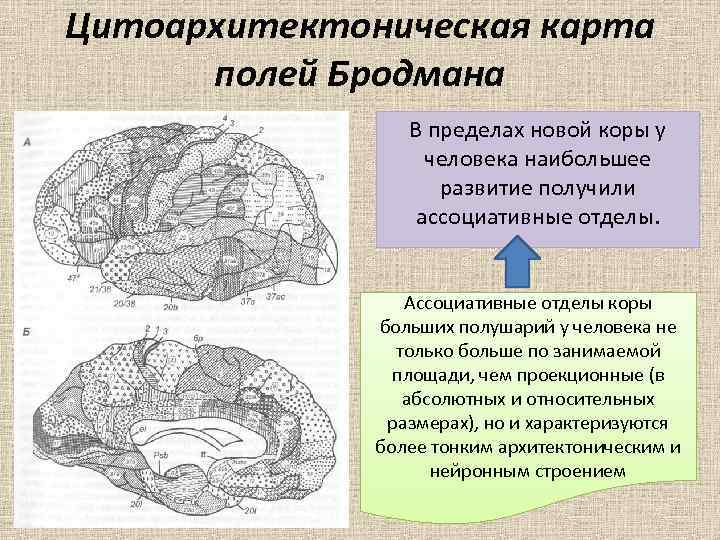 Цитоархитектоническая карта полей Бродмана В пределах новой коры у человека наибольшее развитие получили ассоциативные