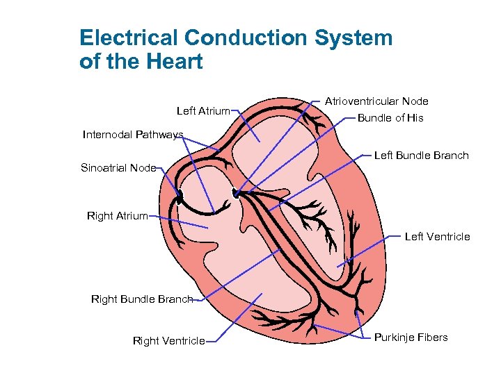 Electrical Conduction System of the Heart Left Atrium Atrioventricular Node Bundle of His Internodal