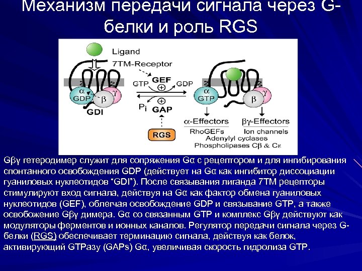 Механизм передачи сигнала через Gбелки и роль RGS Gβγ гетеродимер служит для сопряжения Gα