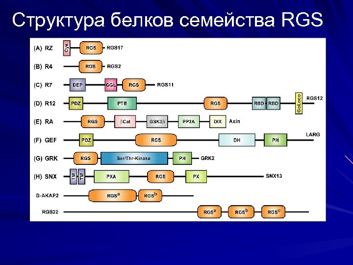 Структура белков семейства RGS 