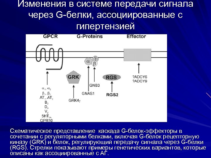Изменения в системе передачи сигнала через G-белки, ассоциированные с гипертензией Схематическое представление каскада G-белок-эффекторы