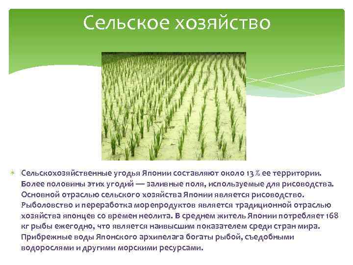 Специализация японии. Сельское хозяйство Японии таблица. Отрасли специализации сельского хозяйства Японии. Специализация сельского хозяйства Японии кратко. Структура сельского хозяйства Японии.