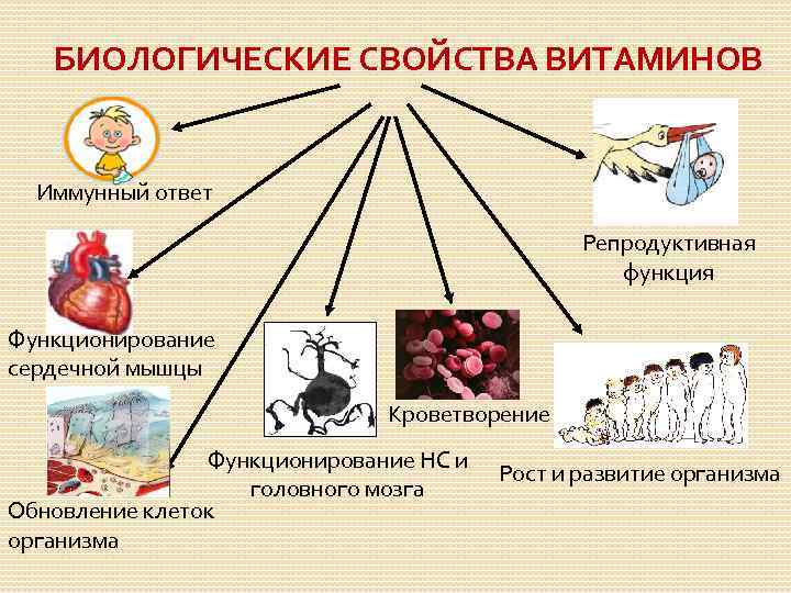 БИОЛОГИЧЕСКИЕ СВОЙСТВА ВИТАМИНОВ Иммунный ответ Репродуктивная функция Функционирование сердечной мышцы Кроветворение Функционирование НС и