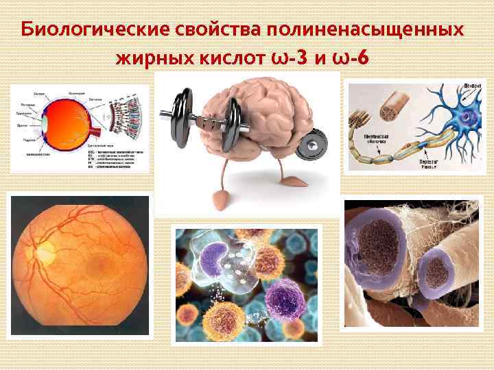 Биологические свойства полиненасыщенных жирных кислот ω-3 и ω-6 