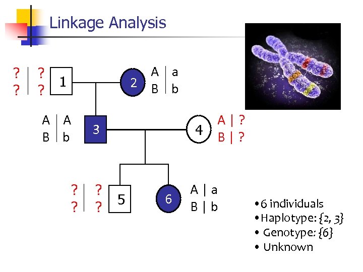 Linkage Analysis ? ? A a 2 B b 1 A A B b