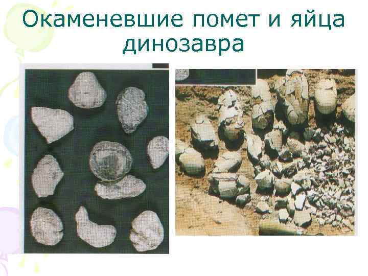Окаменевшие помет и яйца динозавра 