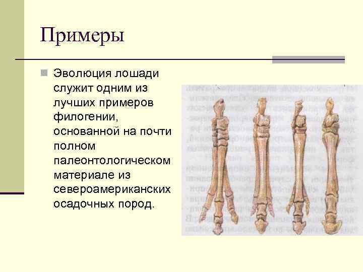 Примеры n Эволюция лошади служит одним из лучших примеров филогении, основанной на почти полном