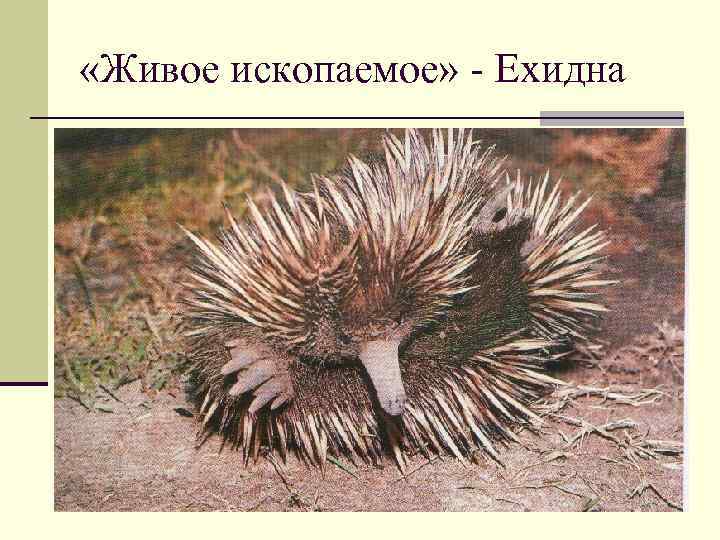  «Живое ископаемое» - Ехидна 