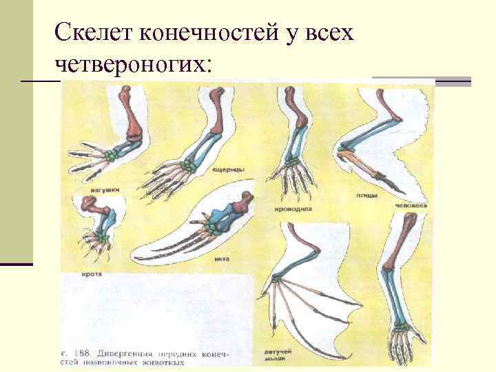 Скелет конечностей у всех четвероногих: 