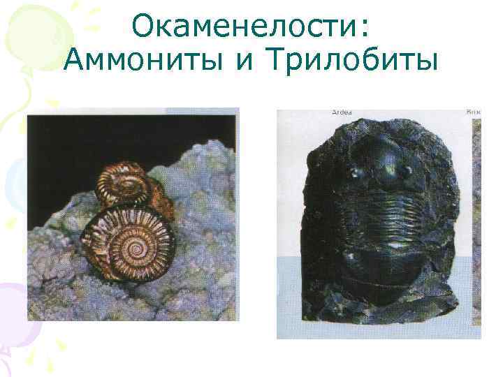 Окаменелости: Аммониты и Трилобиты 