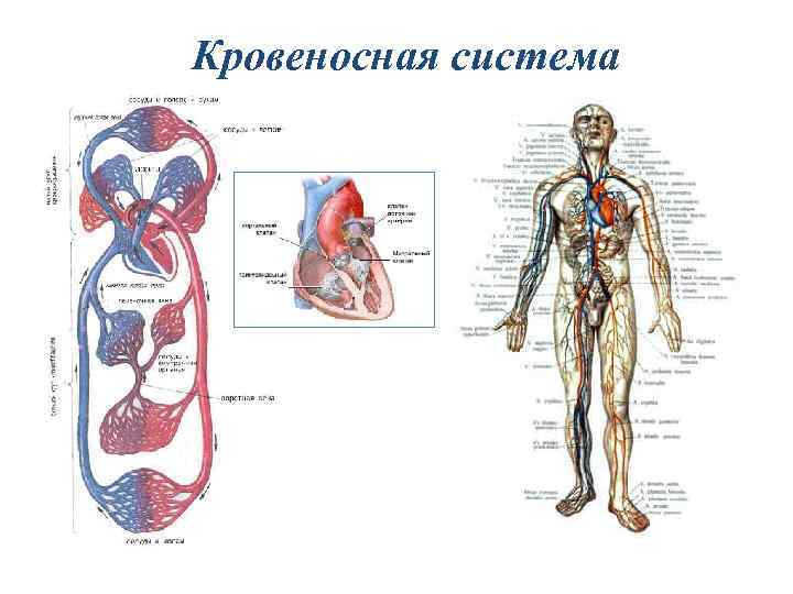 Наличие кровеносной системы у каких. Кровеносная система человека. Органы кровеносной системы. Кровеносная система человека схема. Строение кровеносной системы человека схема.