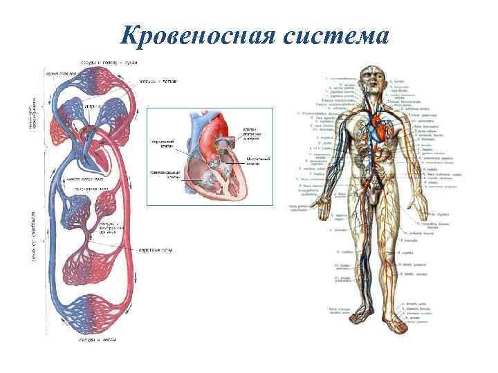 Аортальная недостаточность гемодинамика схема