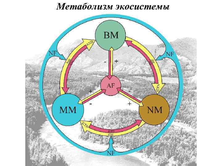 Метаболизм экосистемы 