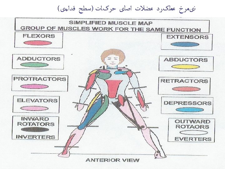  ﻧیﻤﺮﺥ ﻋﻤﻠکﺮﺩ ﻋﻀﻼﺕ ﺍﺻﻠی ﺣﺮکﺎﺕ )ﺳﻄﺢ ﻗﺪﺍﻣی( 