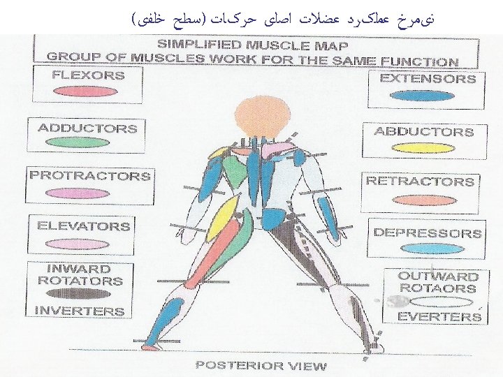  ﻧیﻤﺮﺥ ﻋﻤﻠکﺮﺩ ﻋﻀﻼﺕ ﺍﺻﻠی ﺣﺮکﺎﺕ )ﺳﻄﺢ ﺧﻠﻔی( 